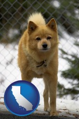 california map icon and a Finnish Spitz dog in a kennel, with a blurred chain-link fence