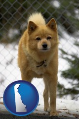 delaware map icon and a Finnish Spitz dog in a kennel, with a blurred chain-link fence