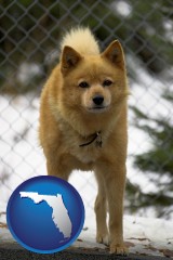 florida map icon and a Finnish Spitz dog in a kennel, with a blurred chain-link fence