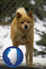illinois map icon and a Finnish Spitz dog in a kennel, with a blurred chain-link fence