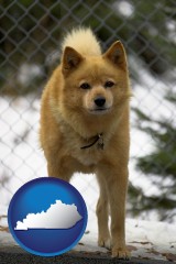 kentucky map icon and a Finnish Spitz dog in a kennel, with a blurred chain-link fence