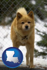 louisiana map icon and a Finnish Spitz dog in a kennel, with a blurred chain-link fence