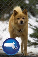 massachusetts map icon and a Finnish Spitz dog in a kennel, with a blurred chain-link fence