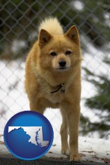 maryland map icon and a Finnish Spitz dog in a kennel, with a blurred chain-link fence