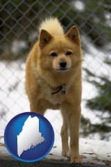 maine a Finnish Spitz dog in a kennel, with a blurred chain-link fence