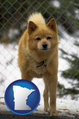 minnesota map icon and a Finnish Spitz dog in a kennel, with a blurred chain-link fence
