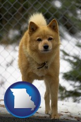 missouri map icon and a Finnish Spitz dog in a kennel, with a blurred chain-link fence