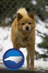 north-carolina map icon and a Finnish Spitz dog in a kennel, with a blurred chain-link fence