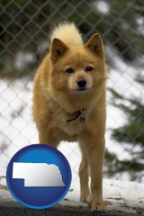 nebraska map icon and a Finnish Spitz dog in a kennel, with a blurred chain-link fence