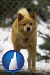 new-hampshire map icon and a Finnish Spitz dog in a kennel, with a blurred chain-link fence