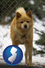 new-jersey map icon and a Finnish Spitz dog in a kennel, with a blurred chain-link fence