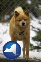 new-york map icon and a Finnish Spitz dog in a kennel, with a blurred chain-link fence