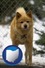 ohio map icon and a Finnish Spitz dog in a kennel, with a blurred chain-link fence