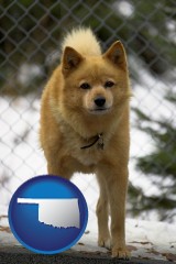 oklahoma map icon and a Finnish Spitz dog in a kennel, with a blurred chain-link fence