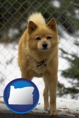 oregon map icon and a Finnish Spitz dog in a kennel, with a blurred chain-link fence
