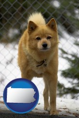 pennsylvania map icon and a Finnish Spitz dog in a kennel, with a blurred chain-link fence