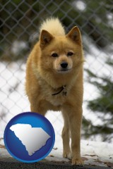 south-carolina map icon and a Finnish Spitz dog in a kennel, with a blurred chain-link fence