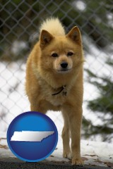tennessee map icon and a Finnish Spitz dog in a kennel, with a blurred chain-link fence
