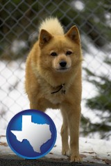 texas map icon and a Finnish Spitz dog in a kennel, with a blurred chain-link fence
