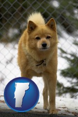 vermont map icon and a Finnish Spitz dog in a kennel, with a blurred chain-link fence