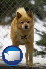washington map icon and a Finnish Spitz dog in a kennel, with a blurred chain-link fence