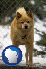 wisconsin map icon and a Finnish Spitz dog in a kennel, with a blurred chain-link fence