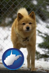 west-virginia map icon and a Finnish Spitz dog in a kennel, with a blurred chain-link fence