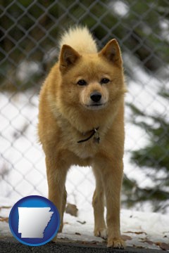 a Finnish Spitz dog in a kennel, with a blurred chain-link fence - with Arkansas icon