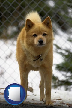 a Finnish Spitz dog in a kennel, with a blurred chain-link fence - with Arizona icon