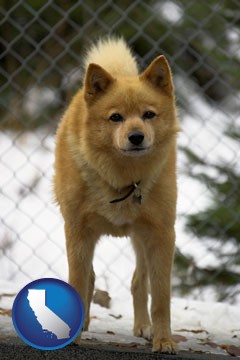 a Finnish Spitz dog in a kennel, with a blurred chain-link fence - with California icon