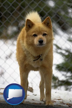 a Finnish Spitz dog in a kennel, with a blurred chain-link fence - with Connecticut icon