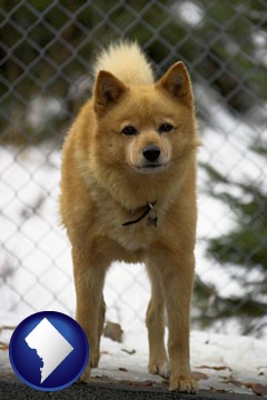 a Finnish Spitz dog in a kennel, with a blurred chain-link fence - with Washington, DC icon