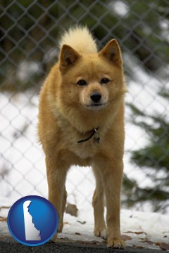 a Finnish Spitz dog in a kennel, with a blurred chain-link fence - with Delaware icon