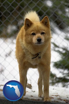 a Finnish Spitz dog in a kennel, with a blurred chain-link fence - with Florida icon