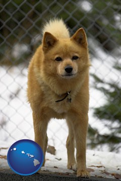 a Finnish Spitz dog in a kennel, with a blurred chain-link fence - with Hawaii icon