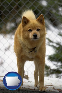 a Finnish Spitz dog in a kennel, with a blurred chain-link fence - with Iowa icon