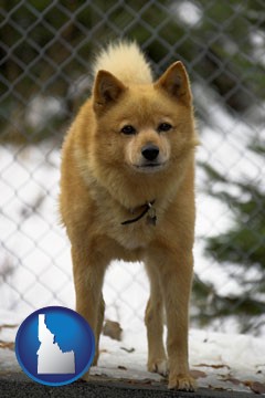 a Finnish Spitz dog in a kennel, with a blurred chain-link fence - with Idaho icon