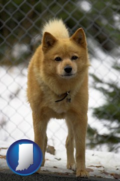 a Finnish Spitz dog in a kennel, with a blurred chain-link fence - with Indiana icon