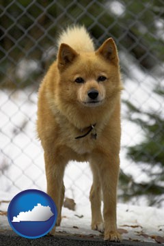 a Finnish Spitz dog in a kennel, with a blurred chain-link fence - with Kentucky icon