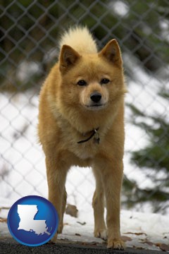 a Finnish Spitz dog in a kennel, with a blurred chain-link fence - with Louisiana icon