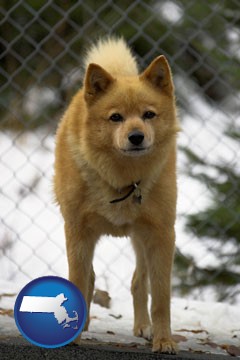 a Finnish Spitz dog in a kennel, with a blurred chain-link fence - with Massachusetts icon