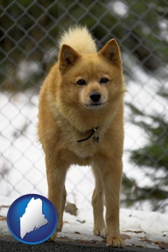 a Finnish Spitz dog in a kennel, with a blurred chain-link fence - with Maine icon
