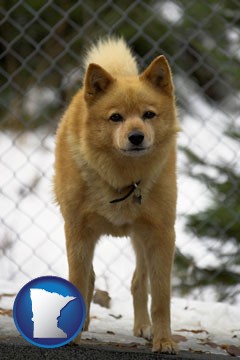 a Finnish Spitz dog in a kennel, with a blurred chain-link fence - with Minnesota icon