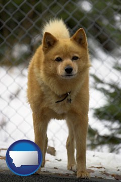 a Finnish Spitz dog in a kennel, with a blurred chain-link fence - with Montana icon