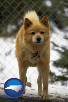 a Finnish Spitz dog in a kennel, with a blurred chain-link fence - with North Carolina icon