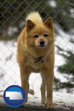 a Finnish Spitz dog in a kennel, with a blurred chain-link fence - with Nebraska icon