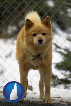 a Finnish Spitz dog in a kennel, with a blurred chain-link fence - with New Hampshire icon