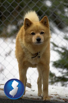 a Finnish Spitz dog in a kennel, with a blurred chain-link fence - with New Jersey icon
