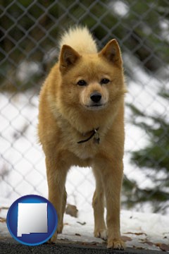 a Finnish Spitz dog in a kennel, with a blurred chain-link fence - with New Mexico icon