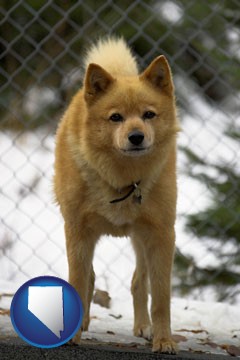 a Finnish Spitz dog in a kennel, with a blurred chain-link fence - with Nevada icon